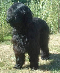 a well breed Briard dog